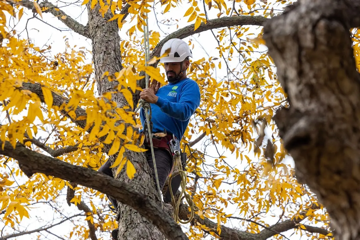 Skilled Tree Trimming crew working in Coram