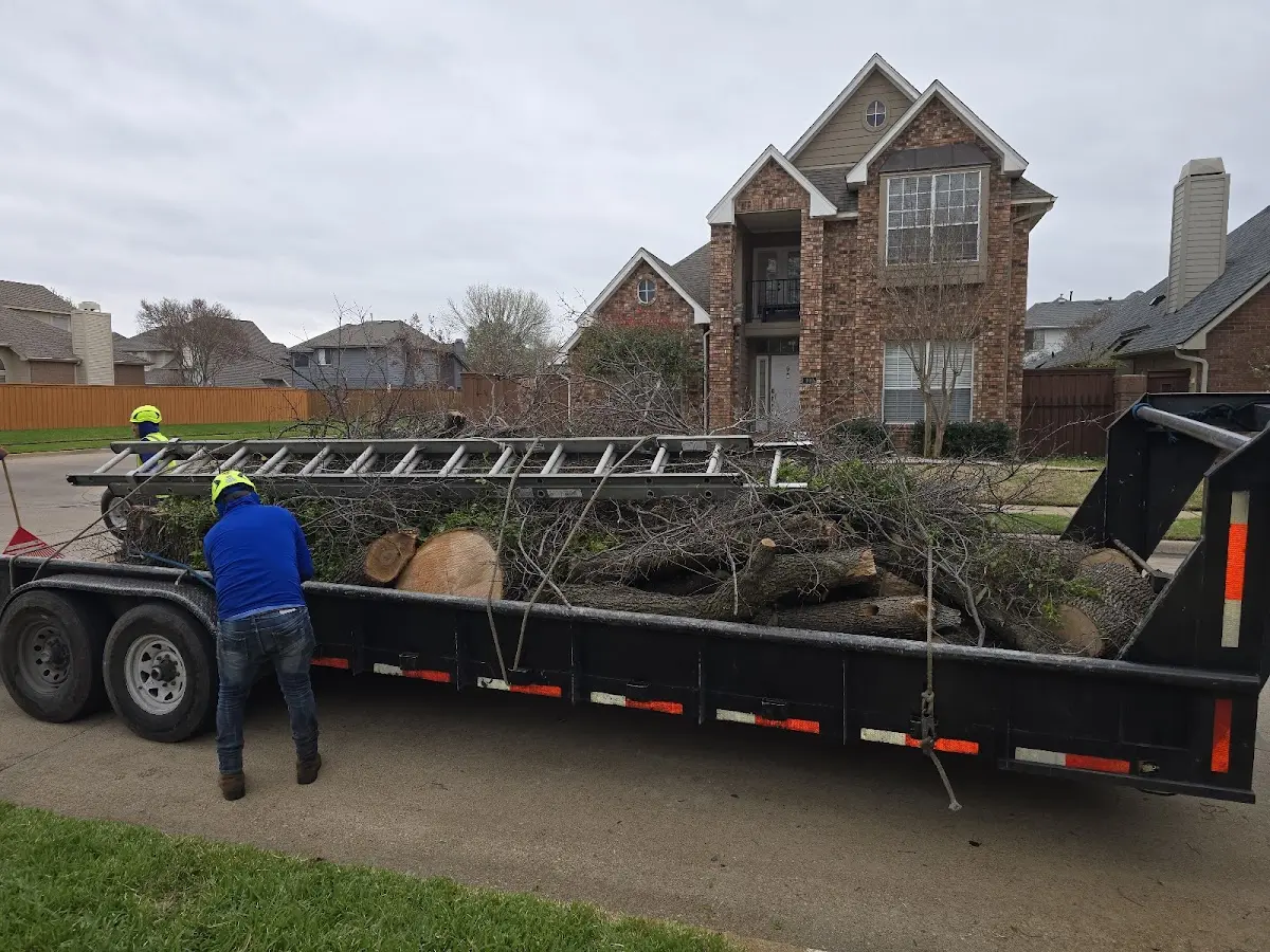 Expert Tree Removal with proper safety equipment in Coram